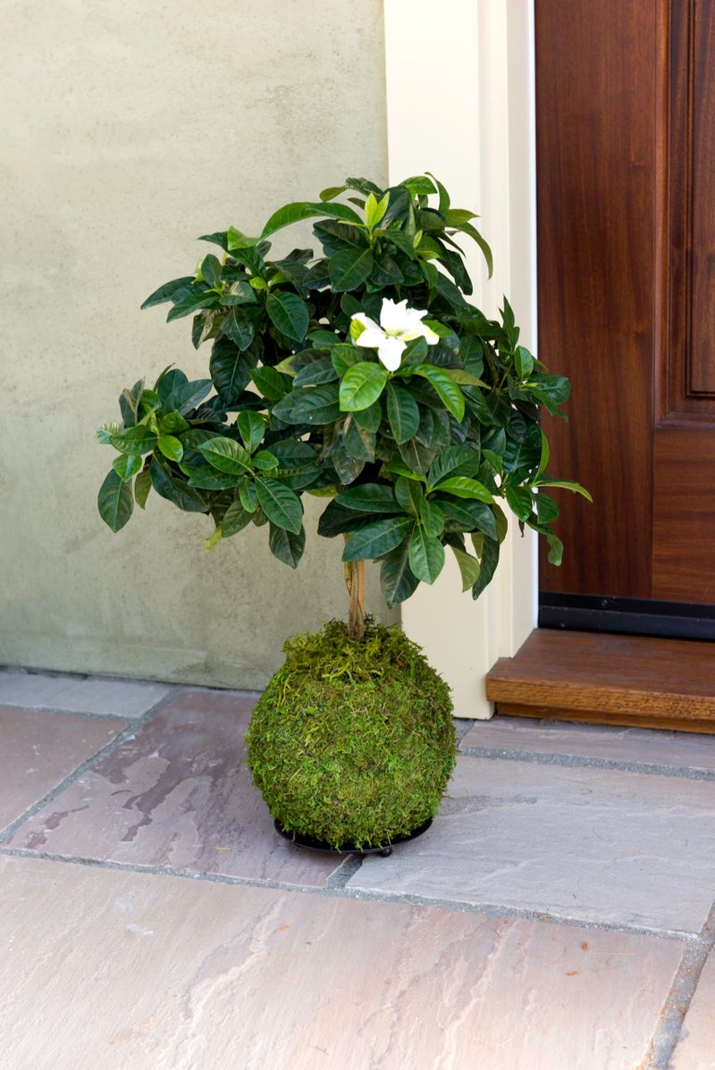 SuperMoss (29348) Kokedama Planter, 6", Fresh Green - Image 1
